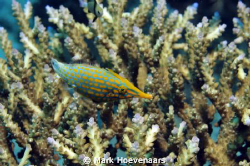 Longnose Filefish by Mark Hoevenaars 